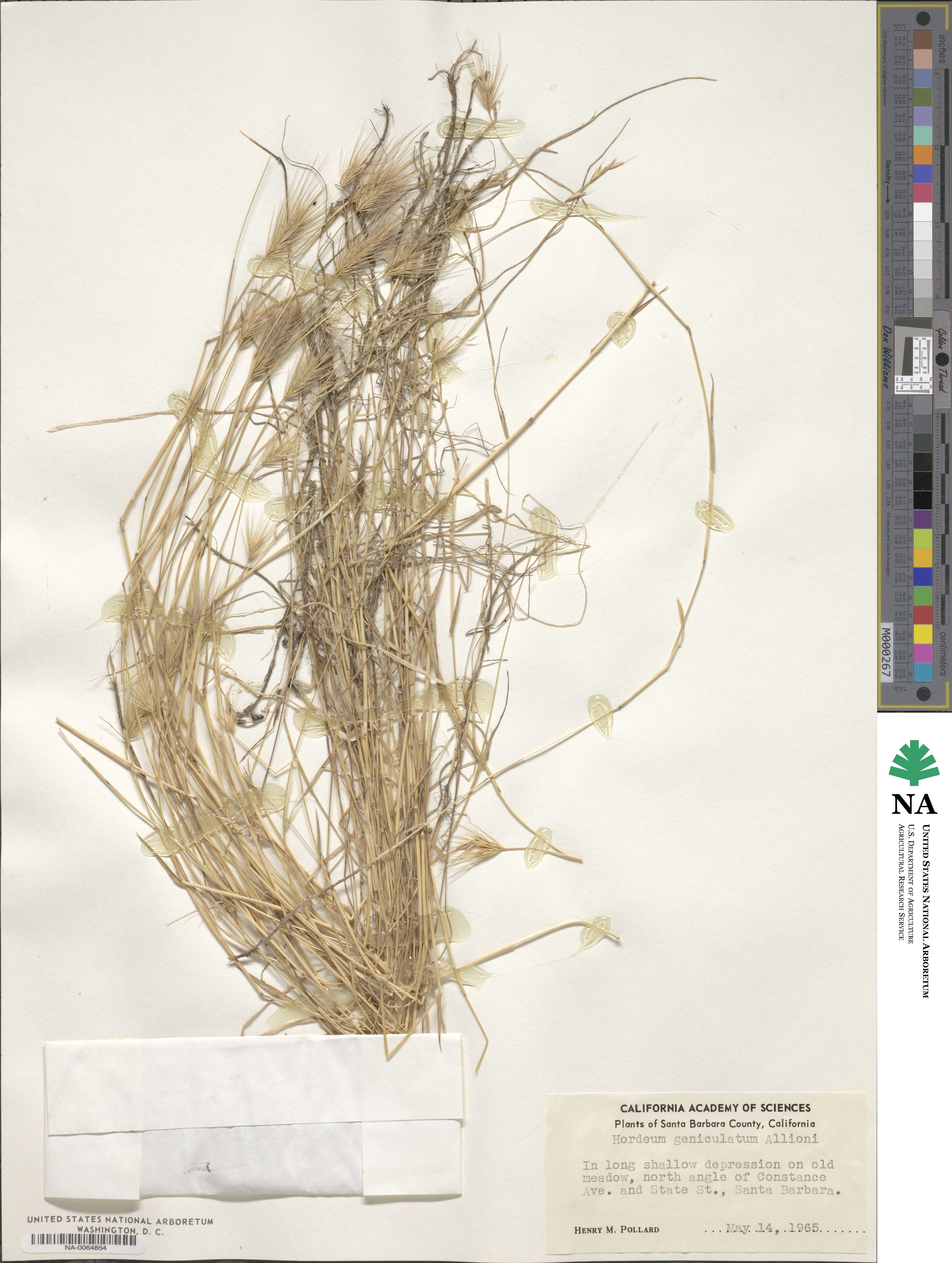 Hordeum marinum subsp. gussoneanum image