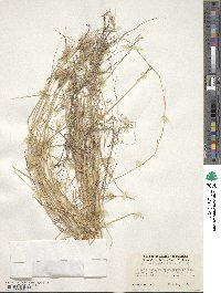 Hordeum marinum subsp. gussoneanum image