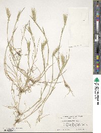 Hordeum marinum subsp. gussoneanum image