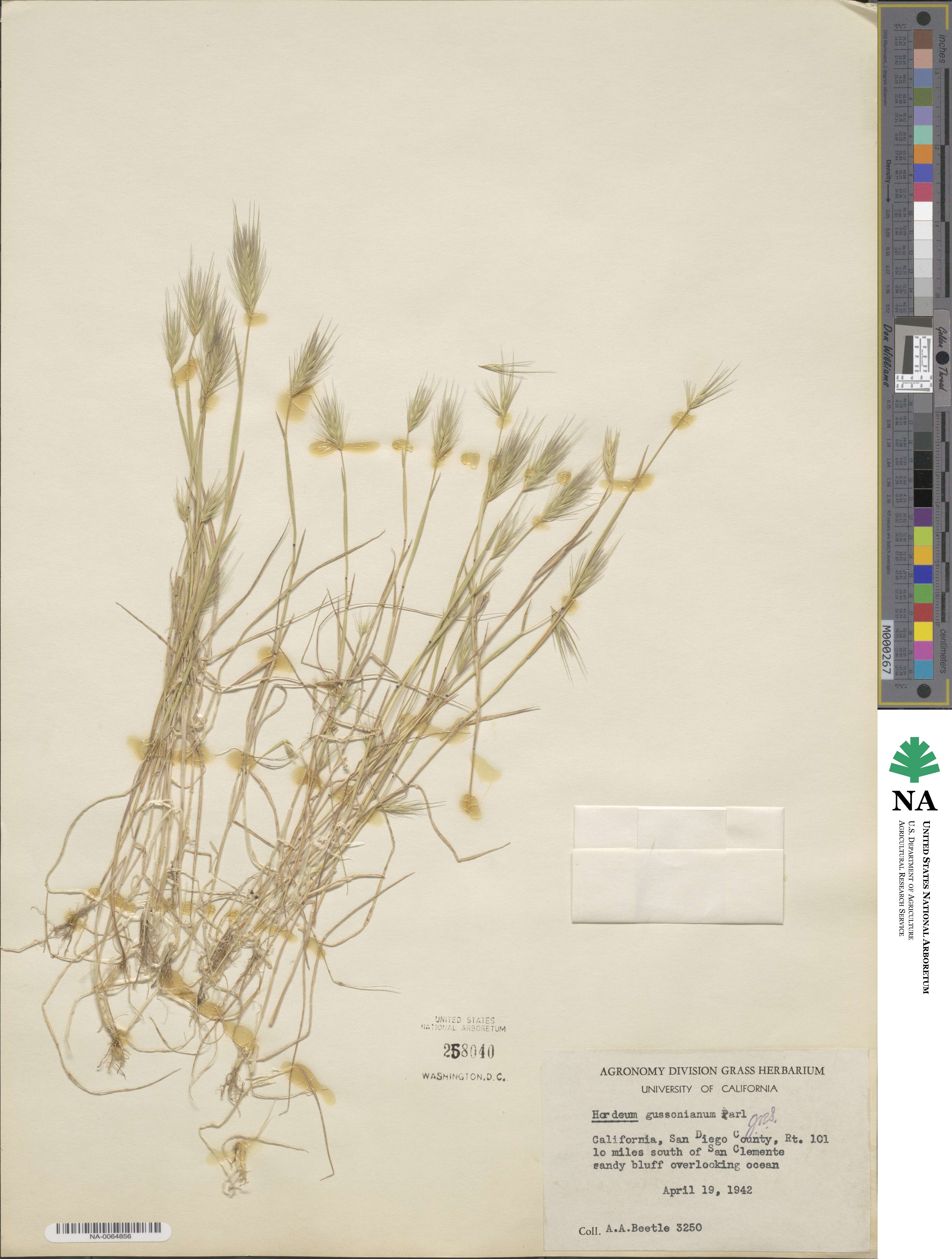 Hordeum marinum image