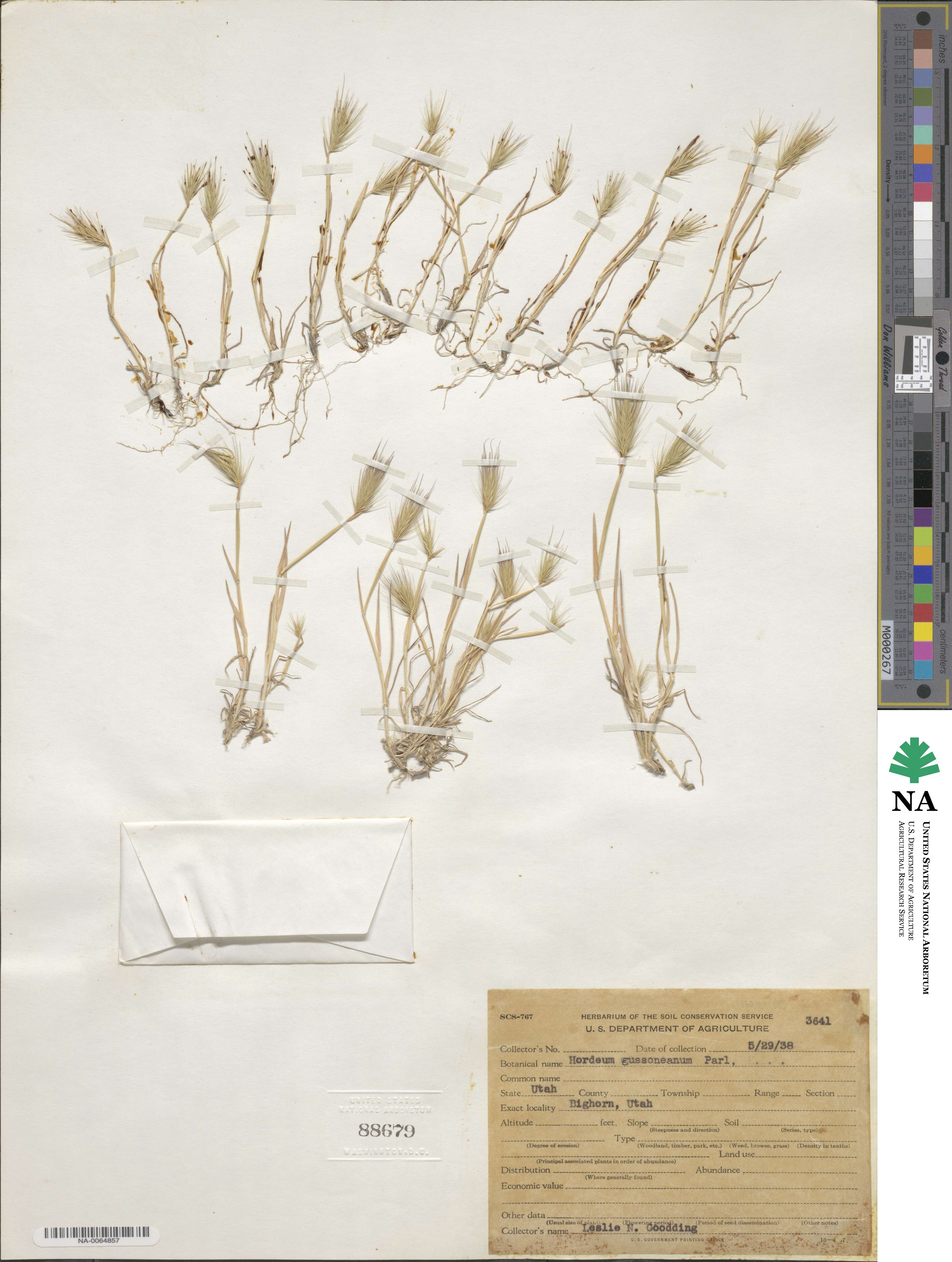 Hordeum marinum subsp. gussoneanum image