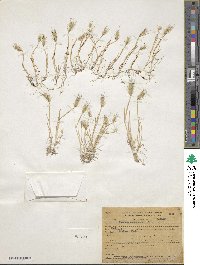 Hordeum marinum subsp. gussoneanum image