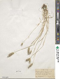 Hordeum marinum subsp. gussoneanum image