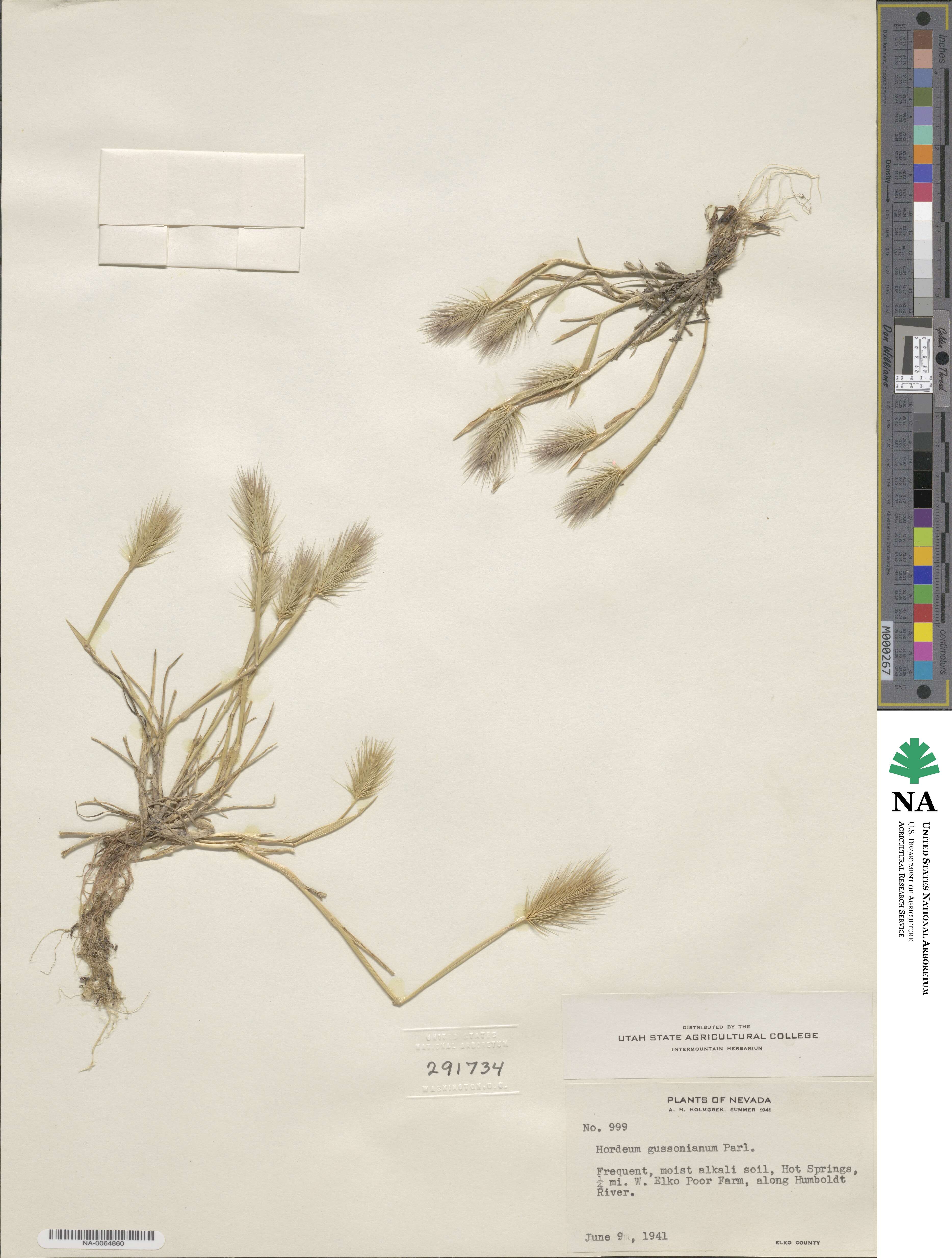 Hordeum marinum subsp. gussoneanum image