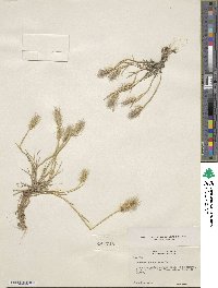 Hordeum marinum subsp. gussoneanum image