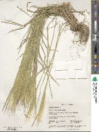 Hordeum jubatum image