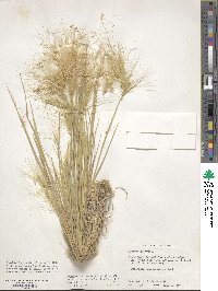 Hordeum jubatum image