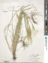 Hordeum jubatum image