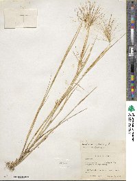 Hordeum jubatum image