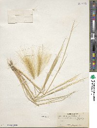 Hordeum jubatum image