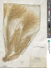 Hordeum jubatum image