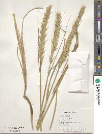 Hordeum jubatum image