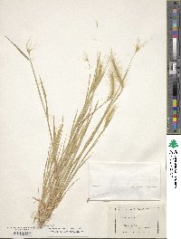 Hordeum jubatum image