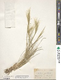 Hordeum jubatum image