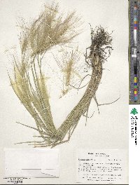 Hordeum jubatum image