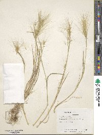 Hordeum jubatum image