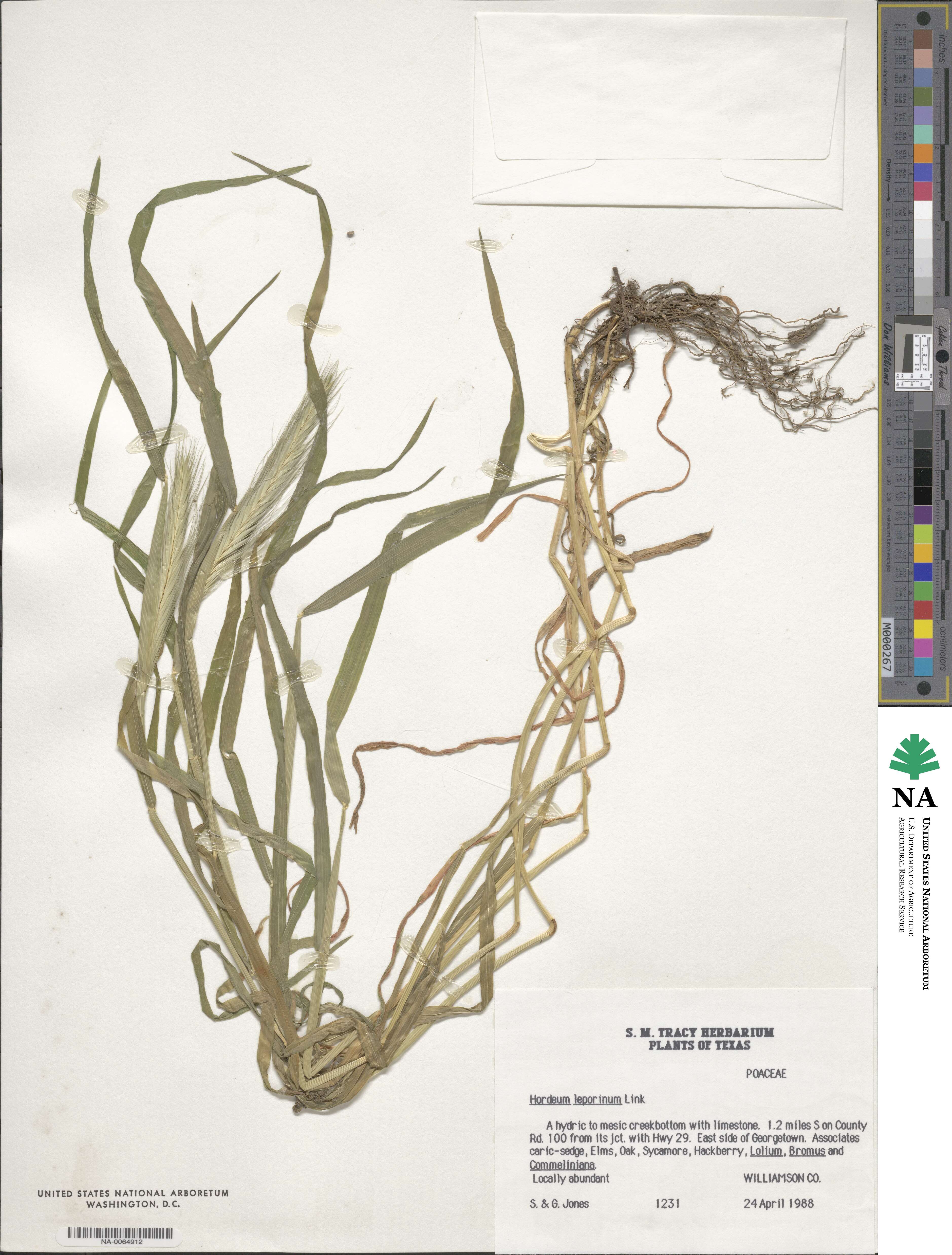 Hordeum murinum image
