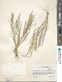 Hordeum murinum image