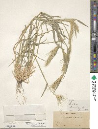 Hordeum murinum image