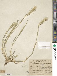 Hordeum murinum image