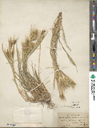 Hordeum murinum image