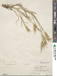 Hordeum murinum image