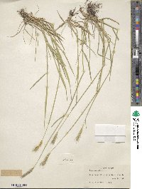 Hordeum bulbosum image