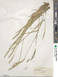 Hordeum bulbosum image