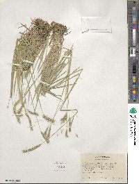 Hordeum bulbosum image