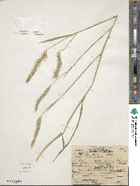 Hordeum bulbosum image