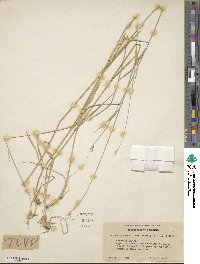 Hordeum brachyantherum image