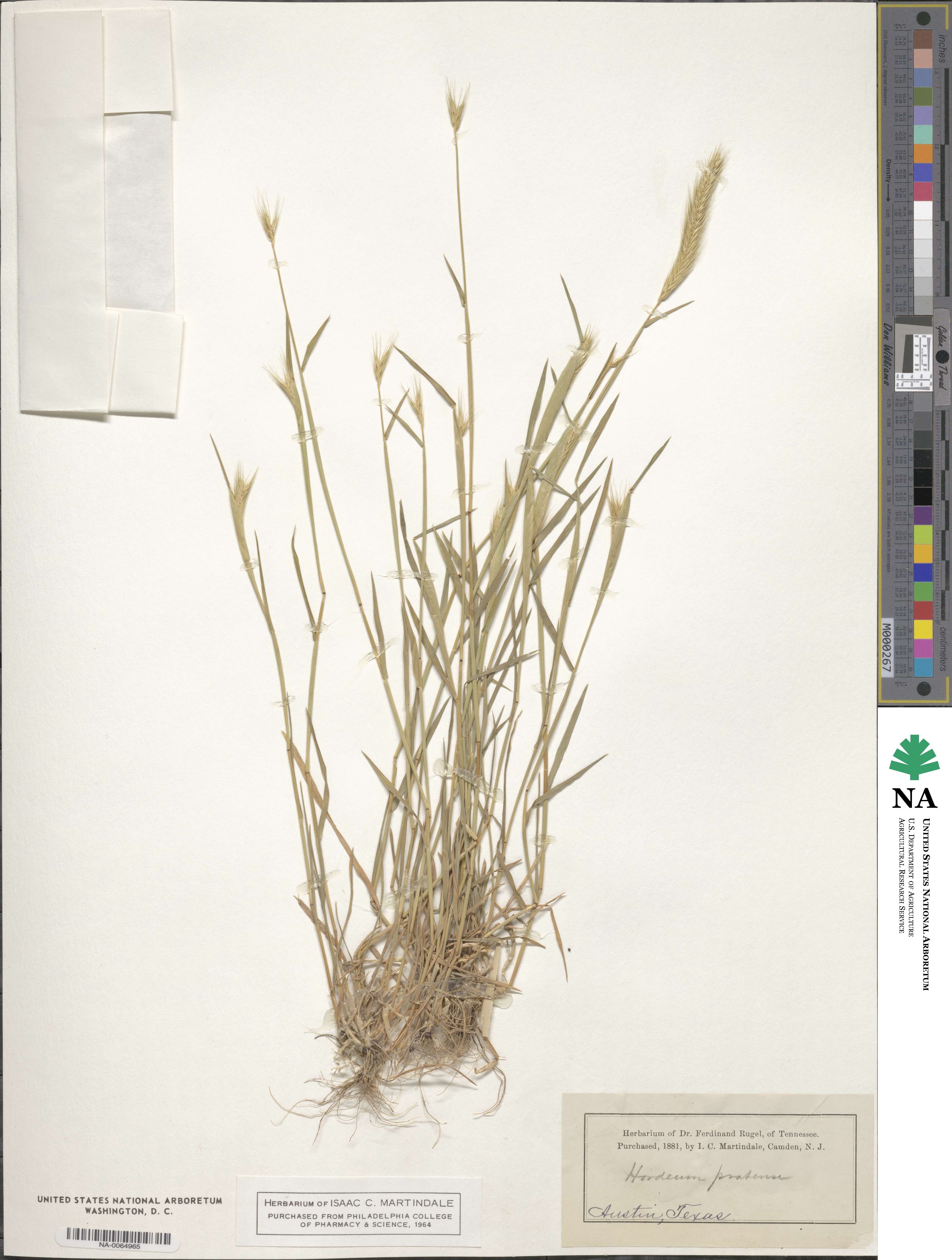 Hordeum secalinum image