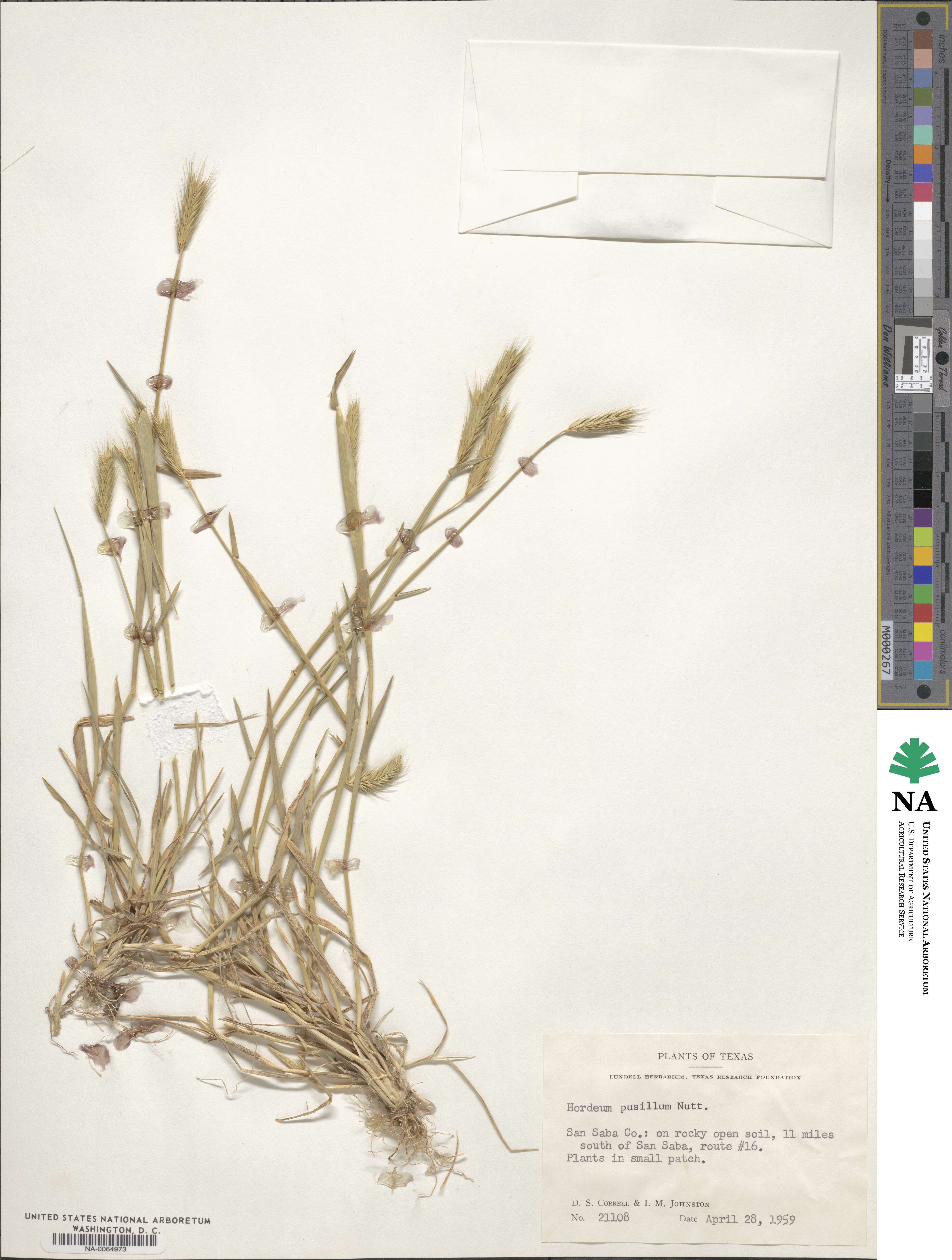 Hordeum pusillum image