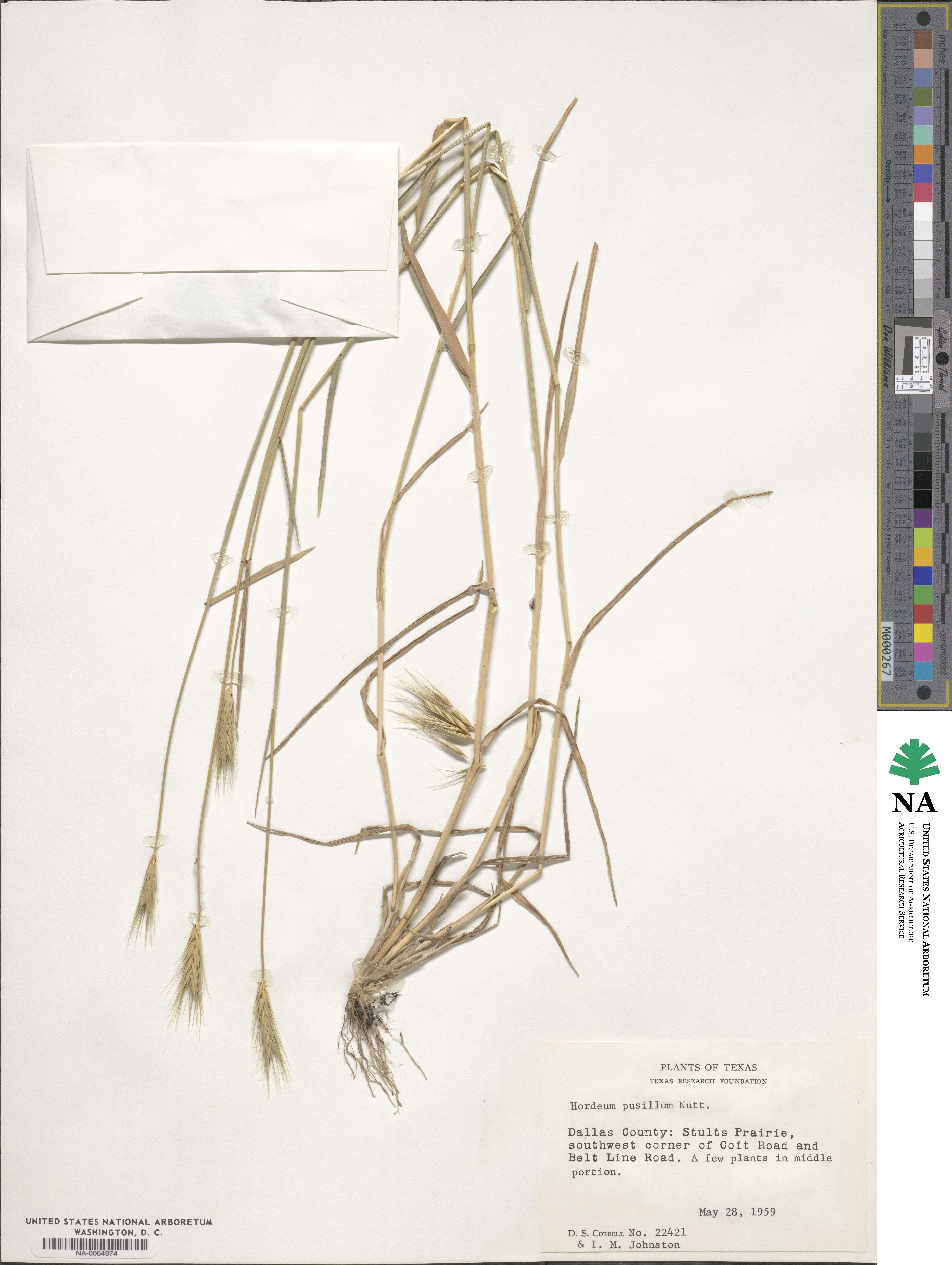 Hordeum pusillum image