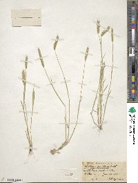 Hordeum pusillum image