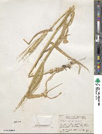 Hordeum vulgare image