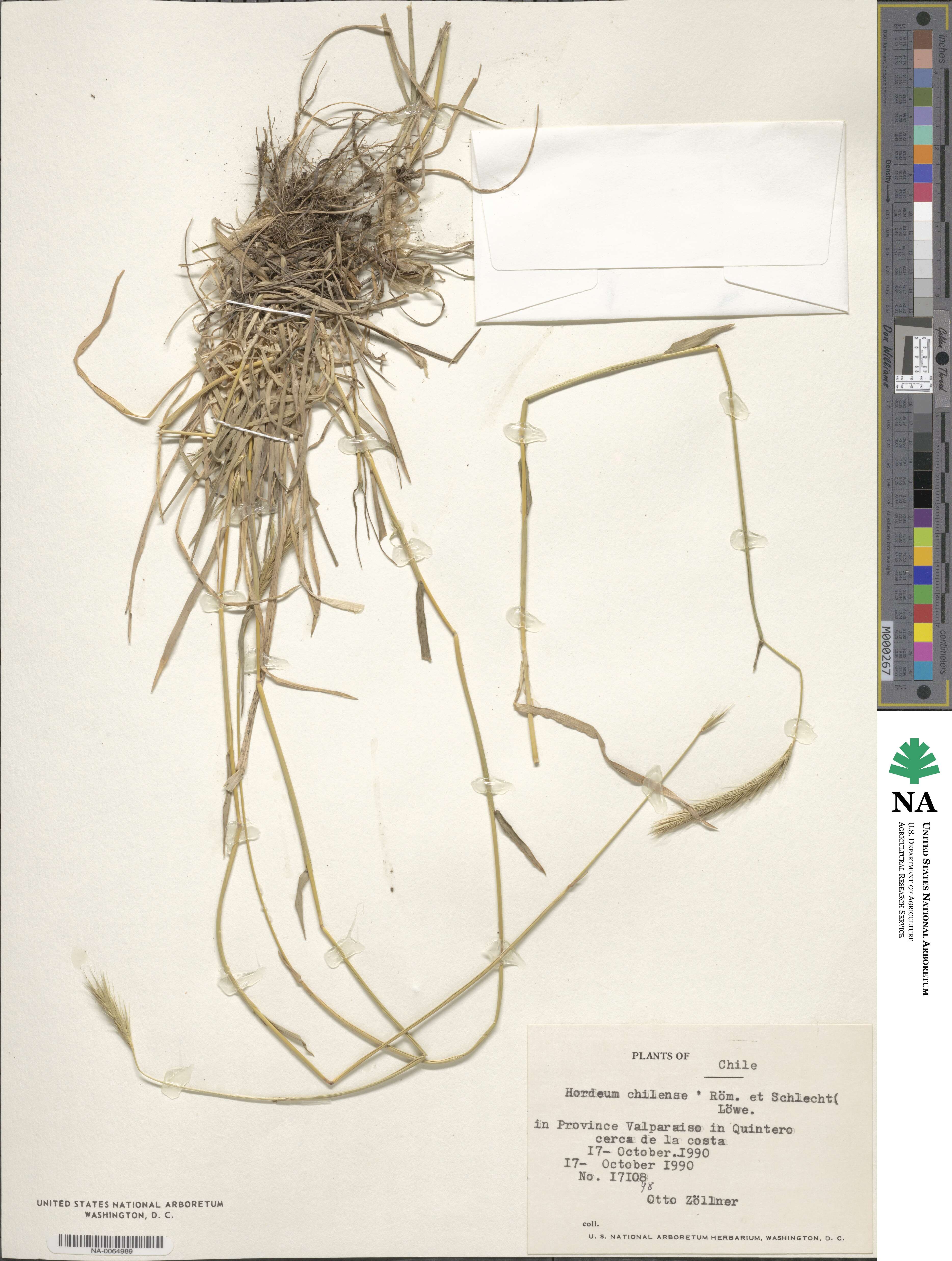 Hordeum chilense image