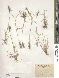 Hordeum comosum image