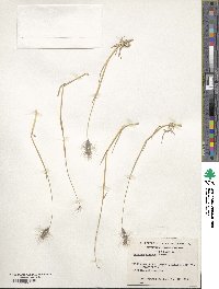 Hordeum comosum image