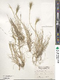 Hordeum comosum image