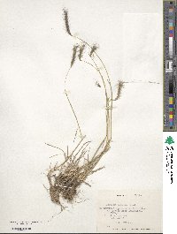 Hordeum comosum image