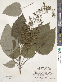 Idesia polycarpa image