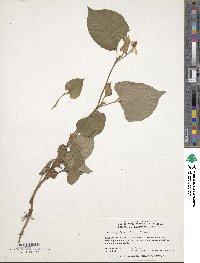 Houttuynia cordata image