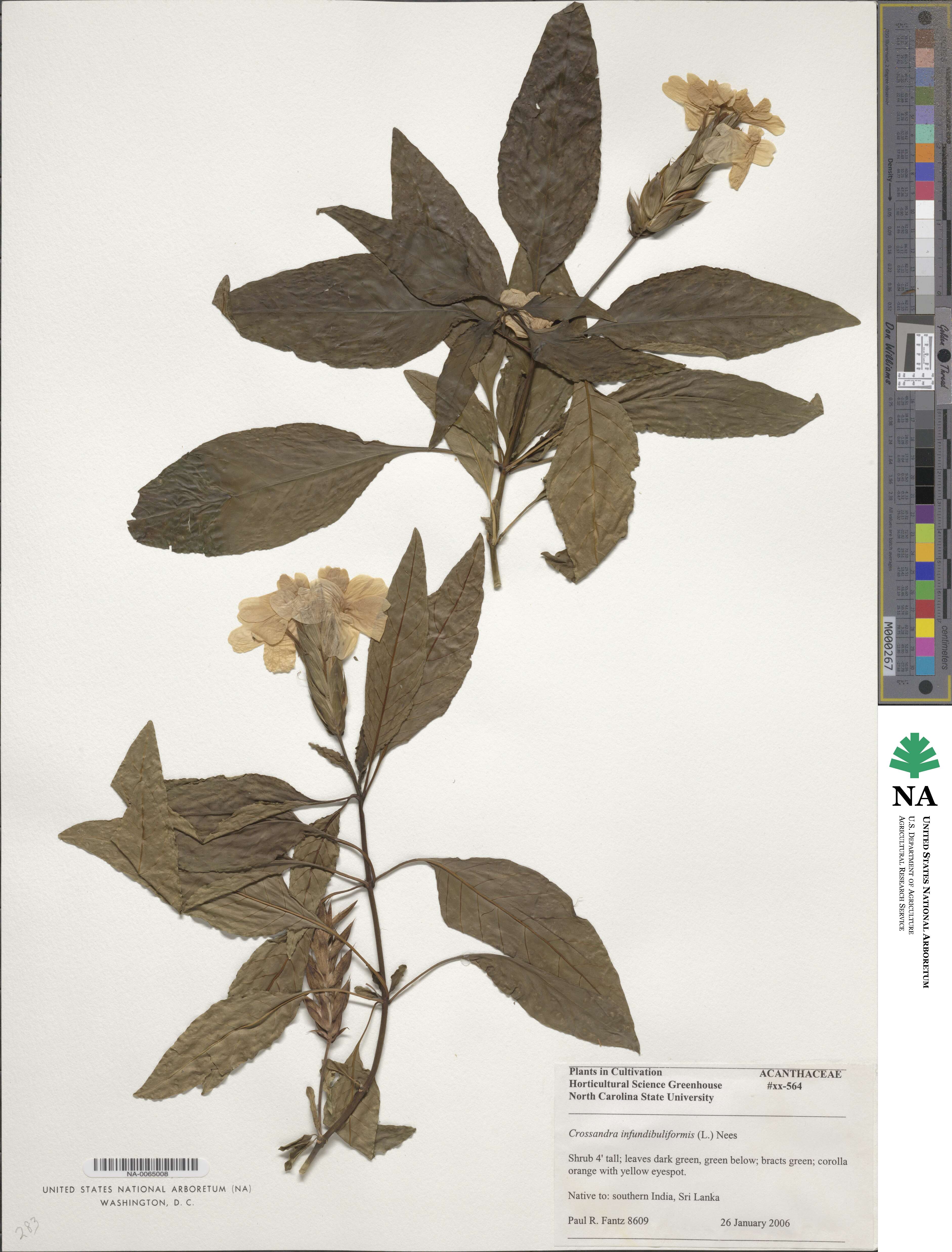 Crossandra infundibuliformis image