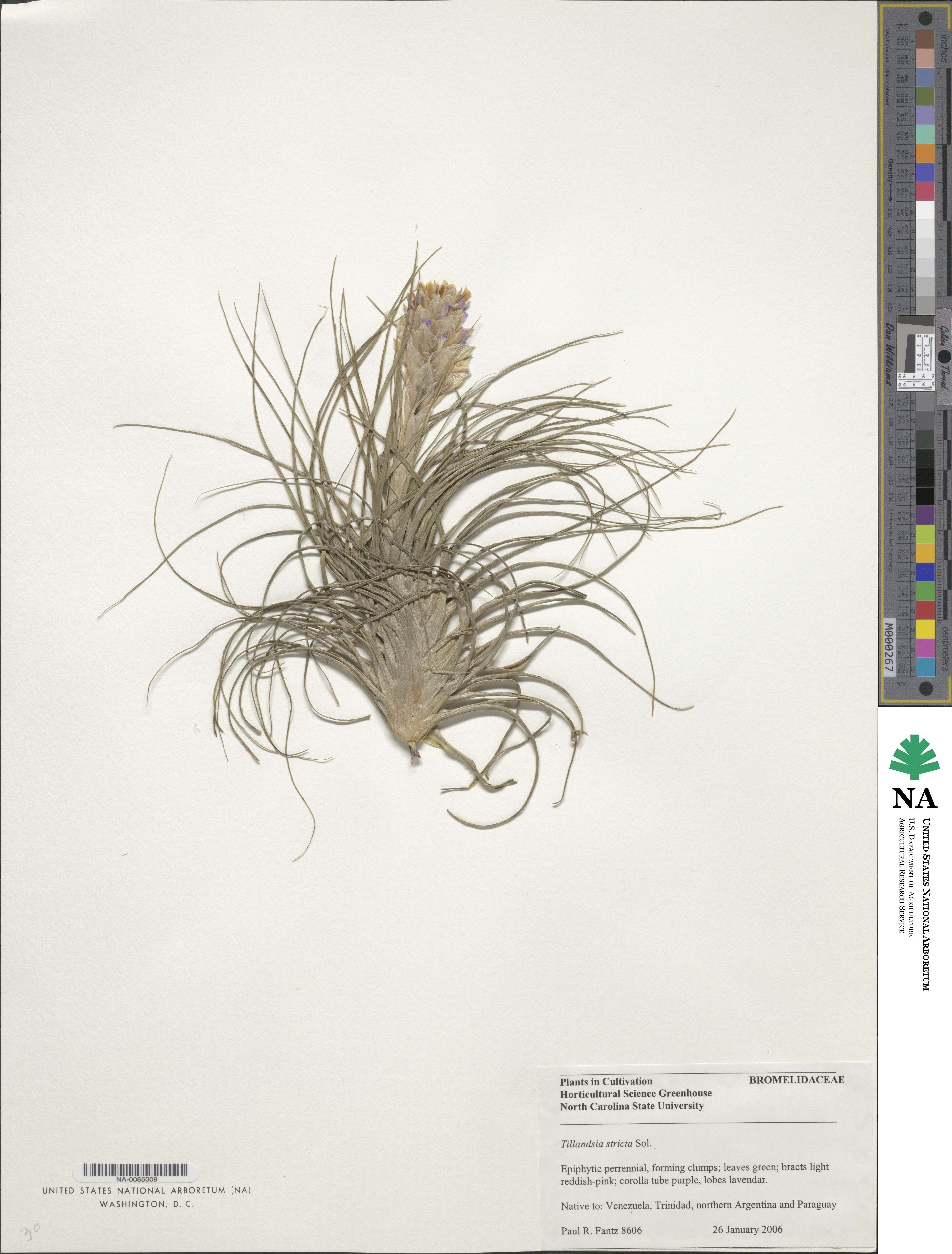 Tillandsia stricta image