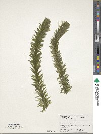 Elodea canadensis image