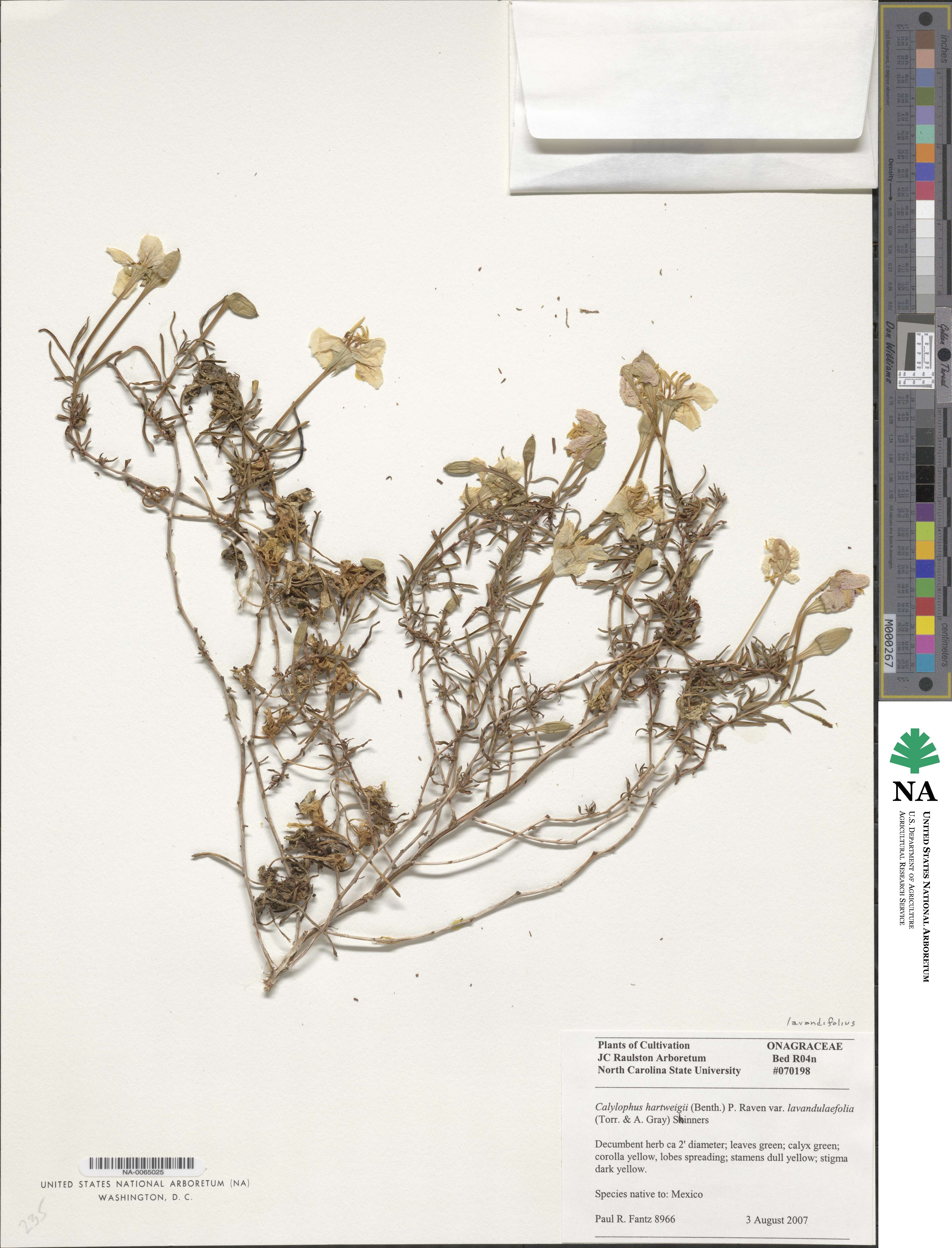 Oenothera hartwegii subsp. hartwegii image