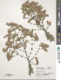 Image of Origanum libanoticum