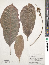 Codiaeum variegatum image