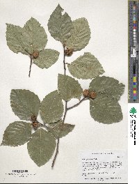 Fagus grandifolia image